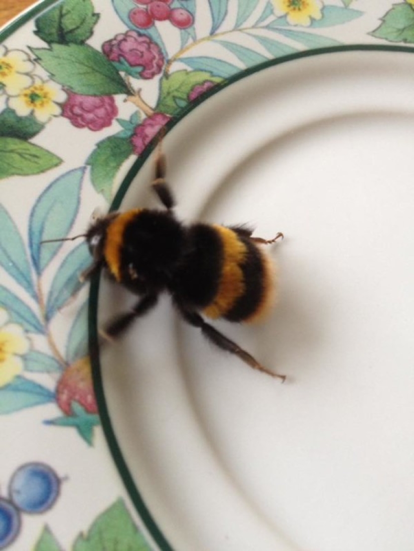 The Scotswoman got at home not a kitten, not a puppy, but a wingless bumblebee