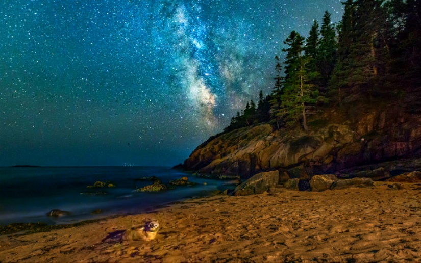 The seal got into the frame while the photographer was shooting the Milky Way