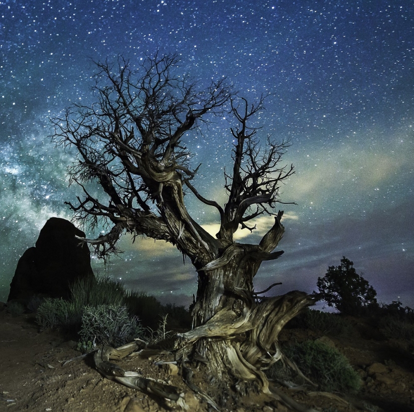 The seal got into the frame while the photographer was shooting the Milky Way