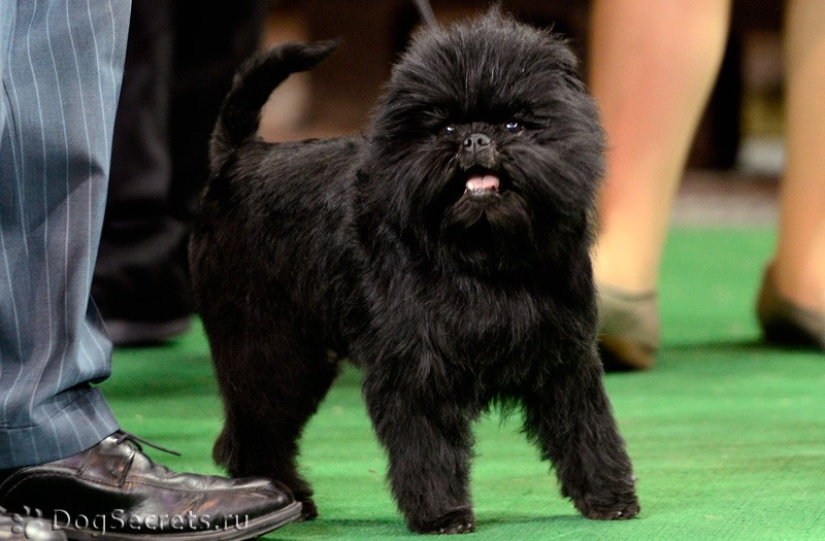 The smallest dog breeds in the world