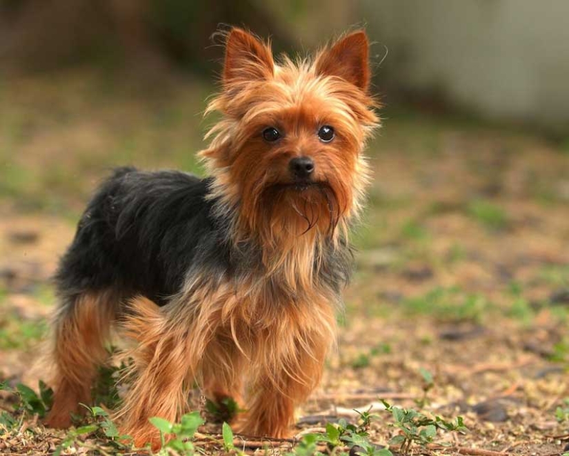 The smallest dog breeds in the world