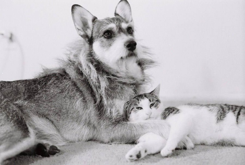 The story of Ginny, a dog with a heart of gold, who once became the "Cat of the Year"
