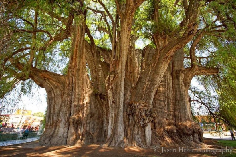 The strangest trees in the world
