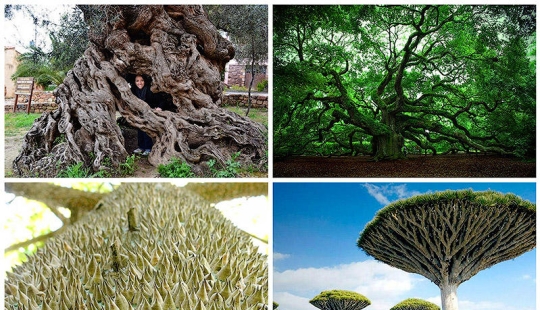 The strangest trees in the world