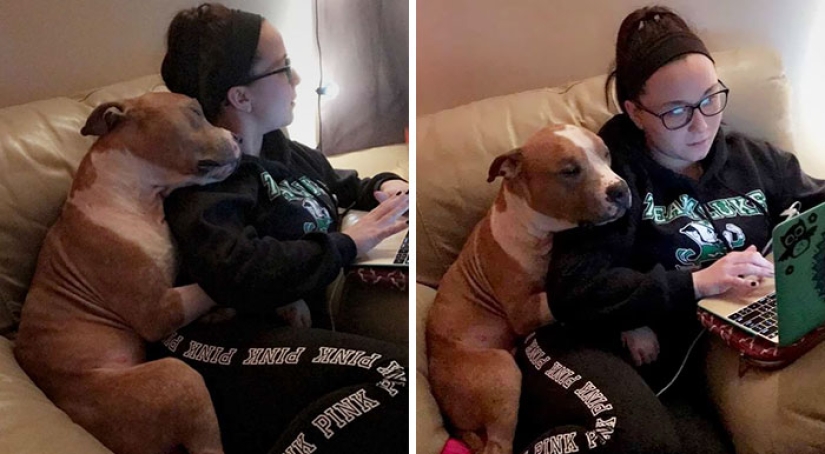 The student took the pit bull from the shelter, and he can't stop hugging her