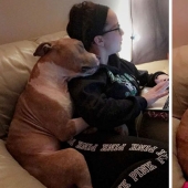 The student took the pit bull from the shelter, and he can't stop hugging her