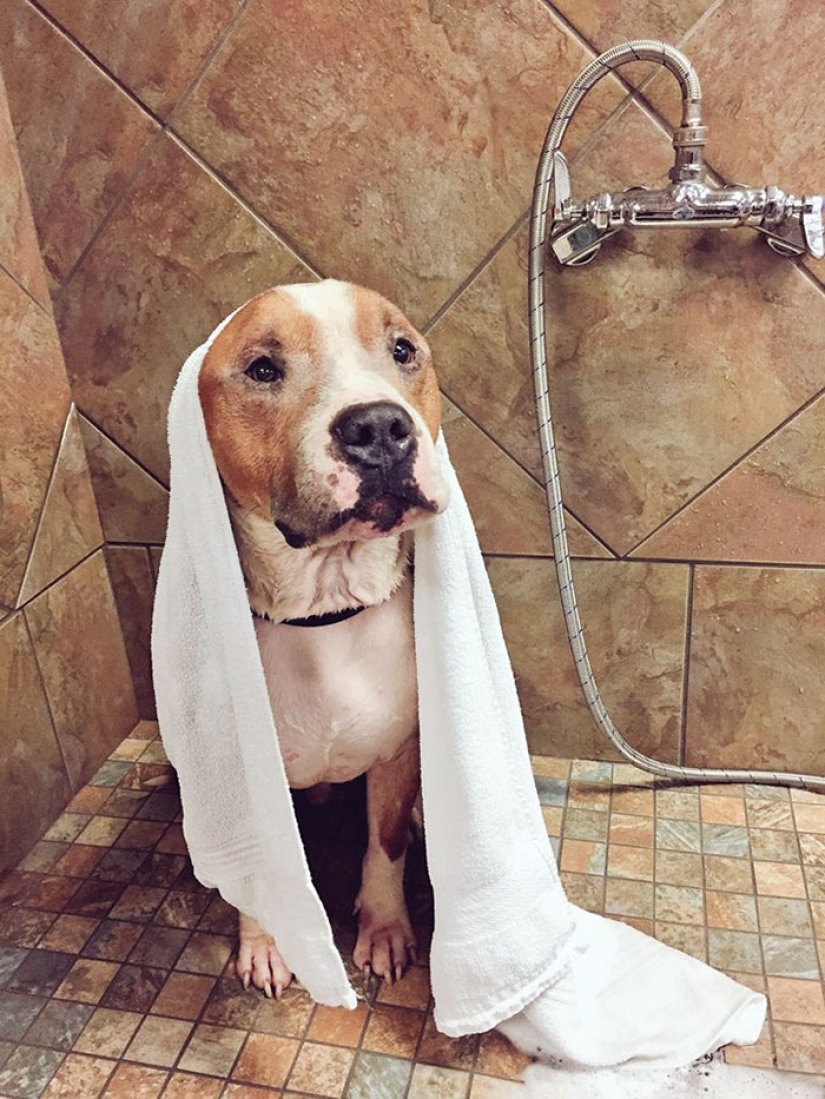 The student took the pit bull from the shelter, and he can't stop hugging her