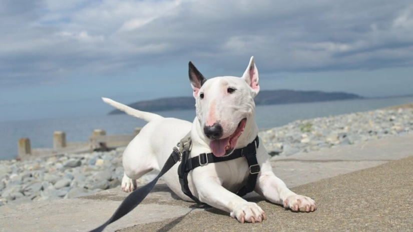 The truth and myths about bull Terriers — the most demonized dogs in the world