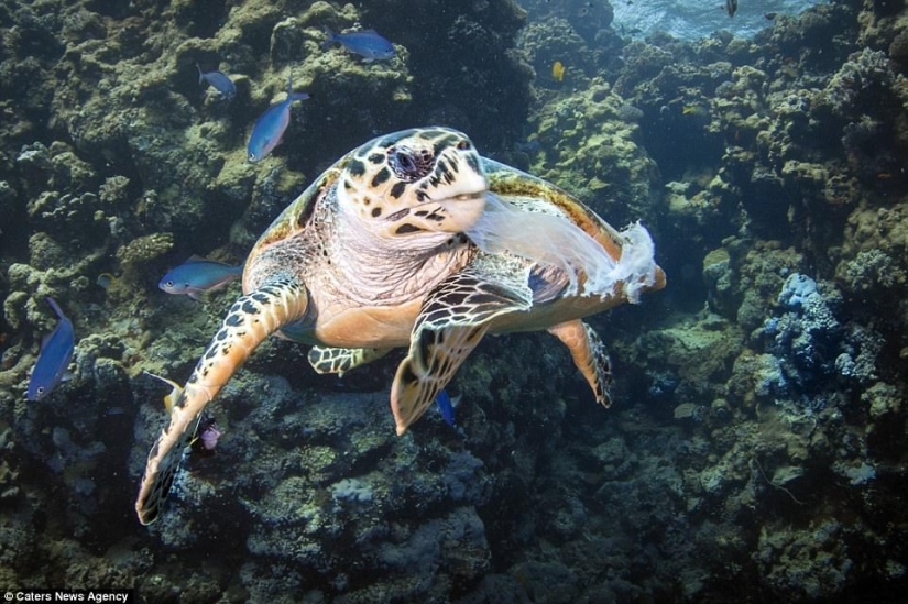 The turtle choked on a plastic bag and would have died of hunger if it hadn't been for this diver