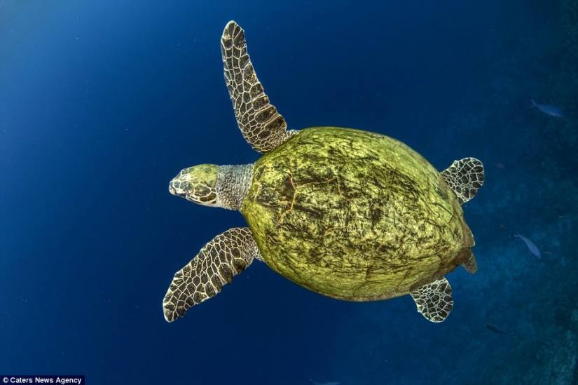 The turtle choked on a plastic bag and would have died of hunger if it hadn't been for this diver