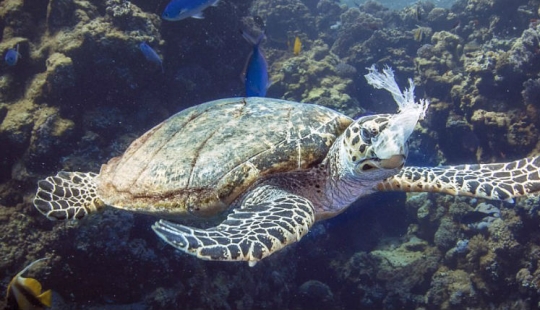 The turtle choked on a plastic bag and would have died of hunger if it hadn't been for this diver