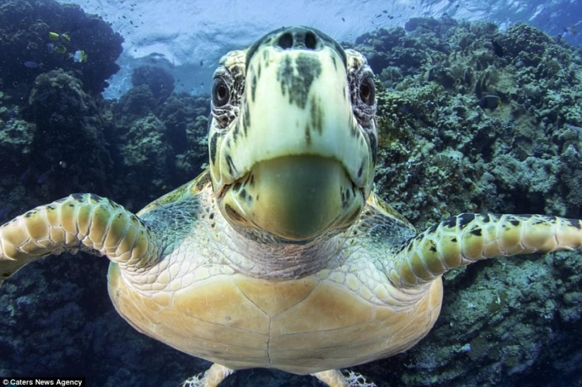 The turtle choked on a plastic bag and would have died of hunger if it hadn't been for this diver