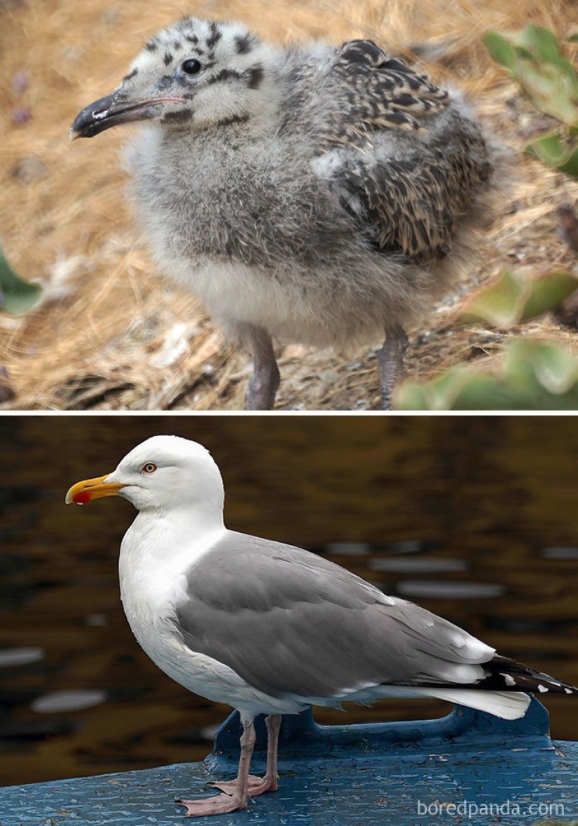 The Ugly Duckling and his 40 friends: what do the chicks of famous (and not so) birds look like