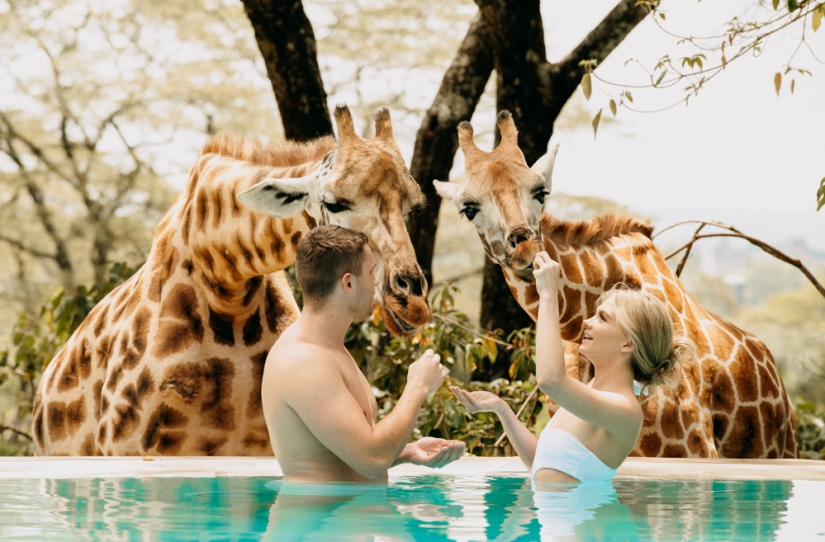 The unique Giraffe Manor Hotel offers giraffe dinners