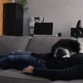 The video with cats touched users: how cats miss their owner
