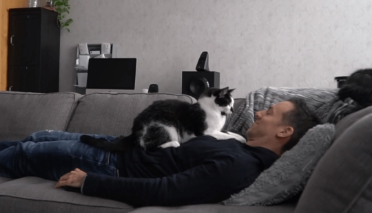 The video with cats touched users: how cats miss their owner