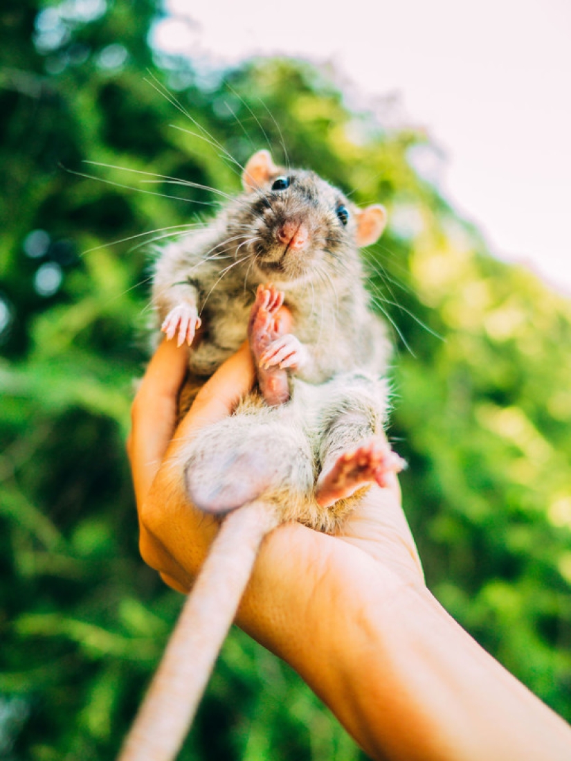 The whole palette of emotions on the faces: laboratory rats were released from cages for the first time