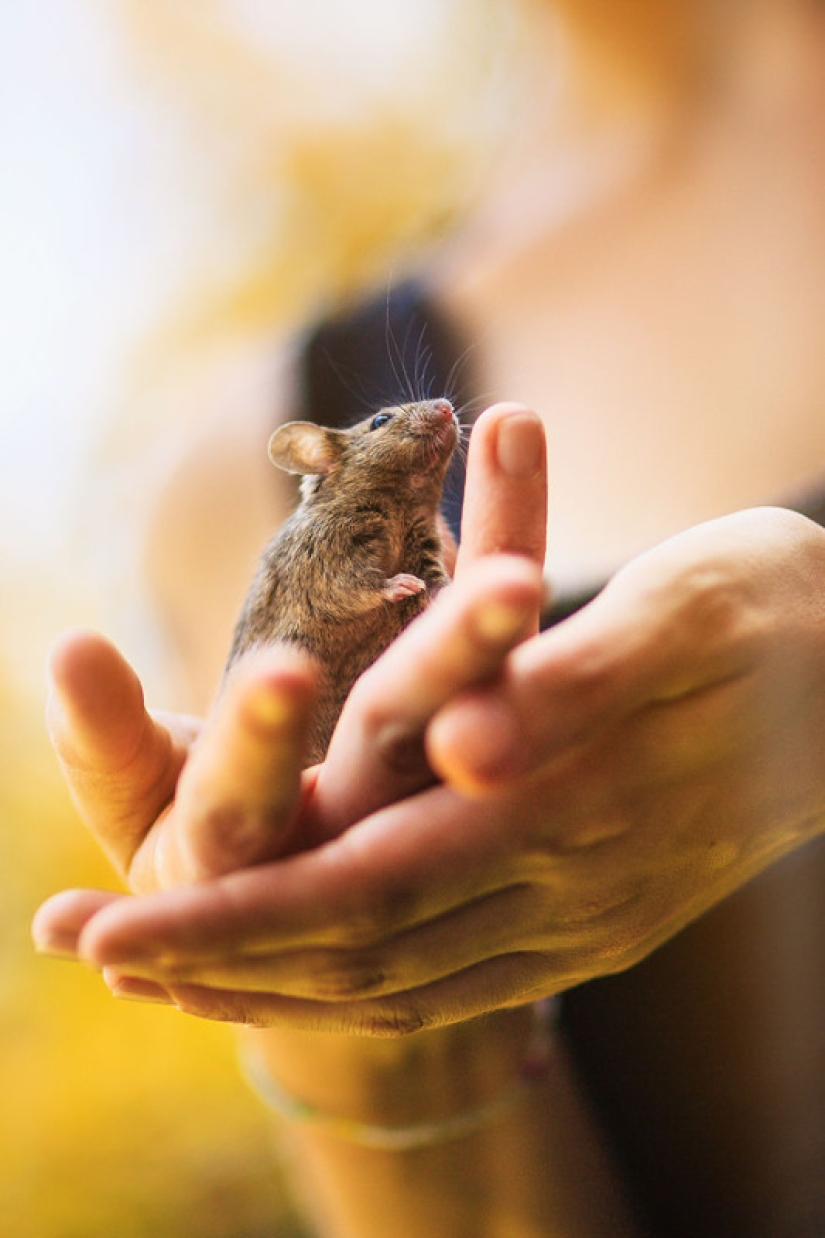 The whole palette of emotions on the faces: laboratory rats were released from cages for the first time