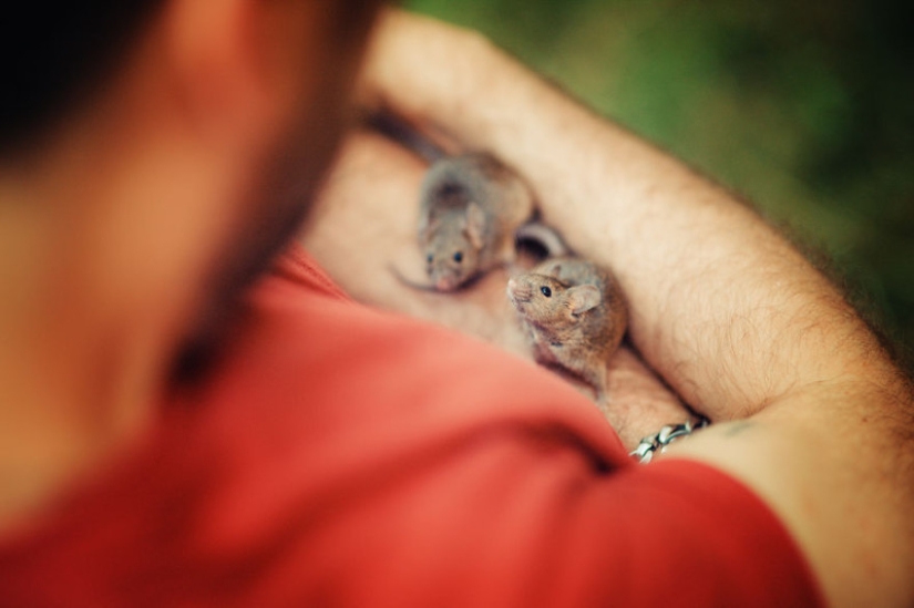 The whole palette of emotions on the faces: laboratory rats were released from cages for the first time