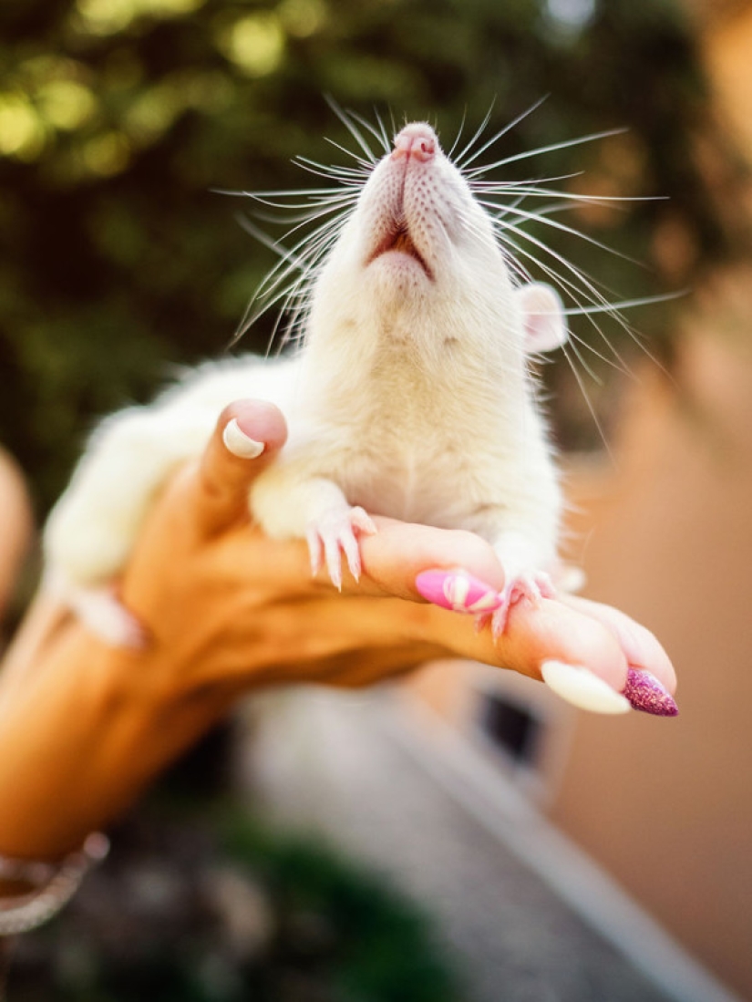 The whole palette of emotions on the faces: laboratory rats were released from cages for the first time