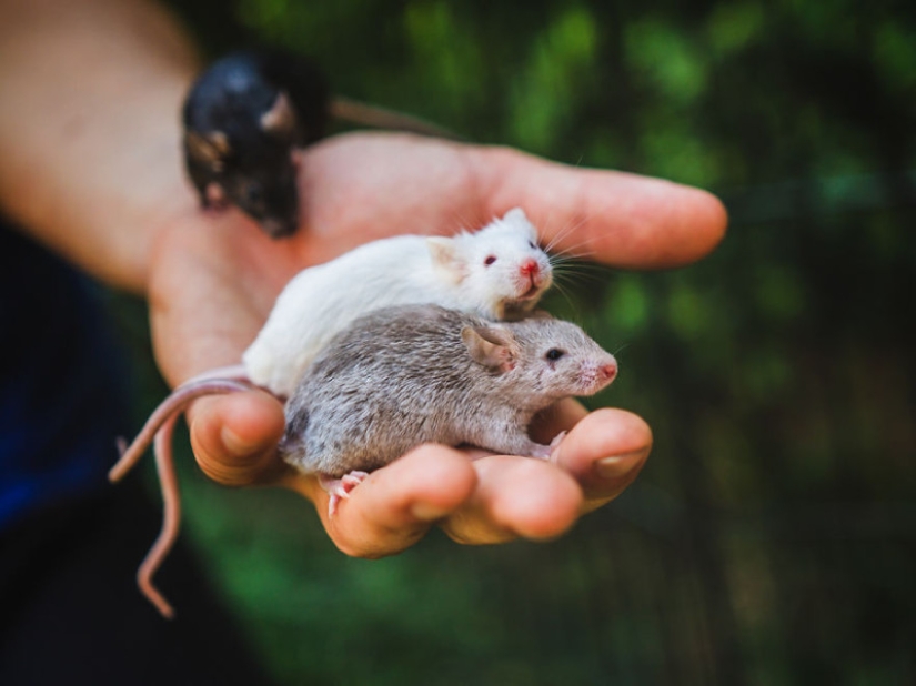 The whole palette of emotions on the faces: laboratory rats were released from cages for the first time