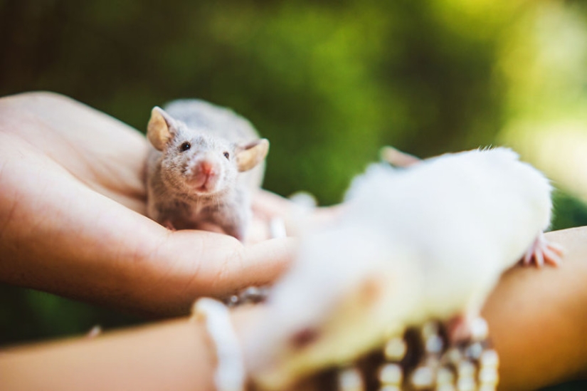 The whole palette of emotions on the faces: laboratory rats were released from cages for the first time