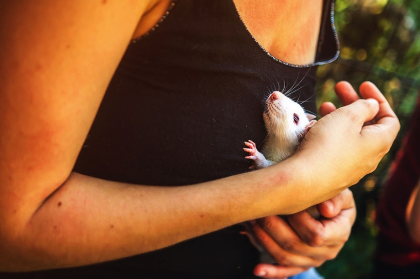 The whole palette of emotions on the faces: laboratory rats were released from cages for the first time