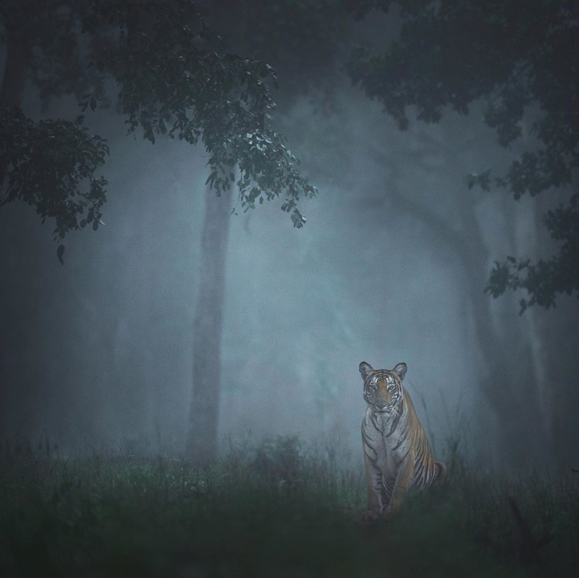 The wild beauty of big cats on pictures of Shaza Jung