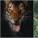 The wild beauty of big cats on pictures of Shaza Jung