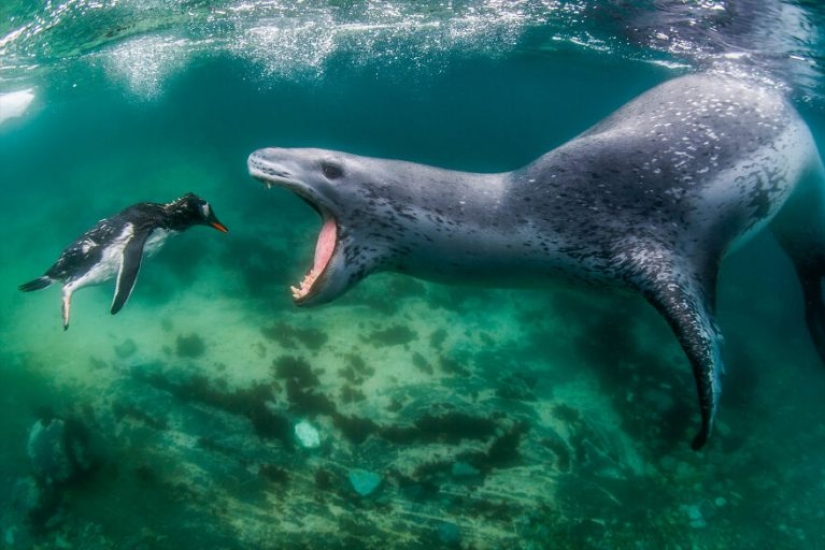 The winners of the World Nature Photography Awards 2021 are here and the photos are amazing