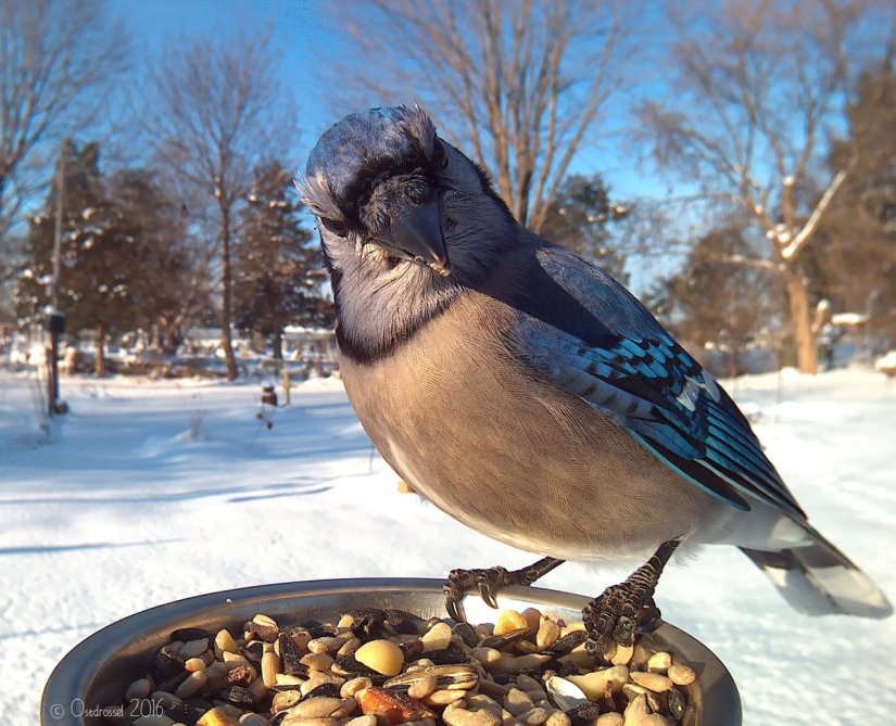 The woman baited the birds and makes stunning portraits while they eat