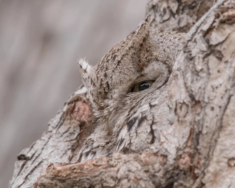 The wonders of disguise: can you find the animals that have hidden in the photos?
