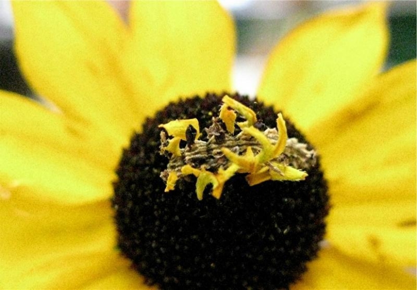 The Wonders of mimicry: Caterpillar-flower