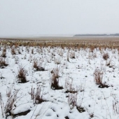 There are 550 sheep in this photo, can you find them?