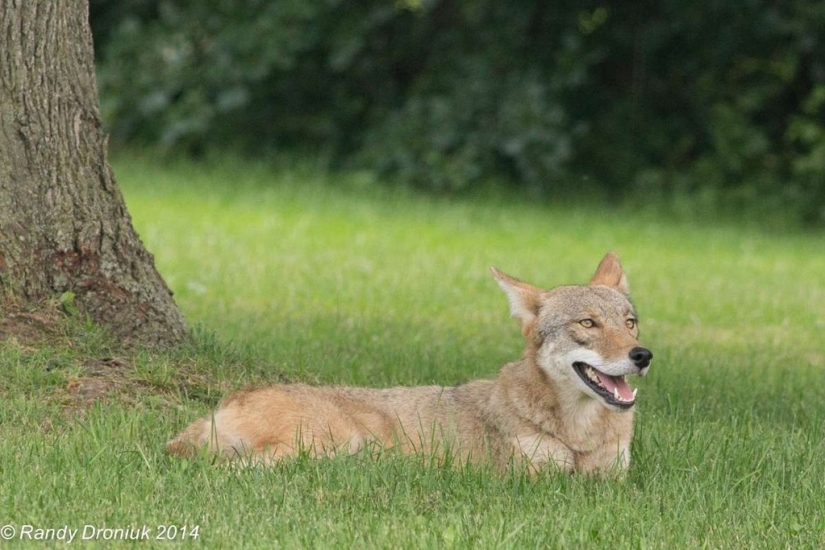 There are already more than a million of them: people have created a new predator that is taking over the northeast of the USA