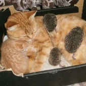 There are no other people's children