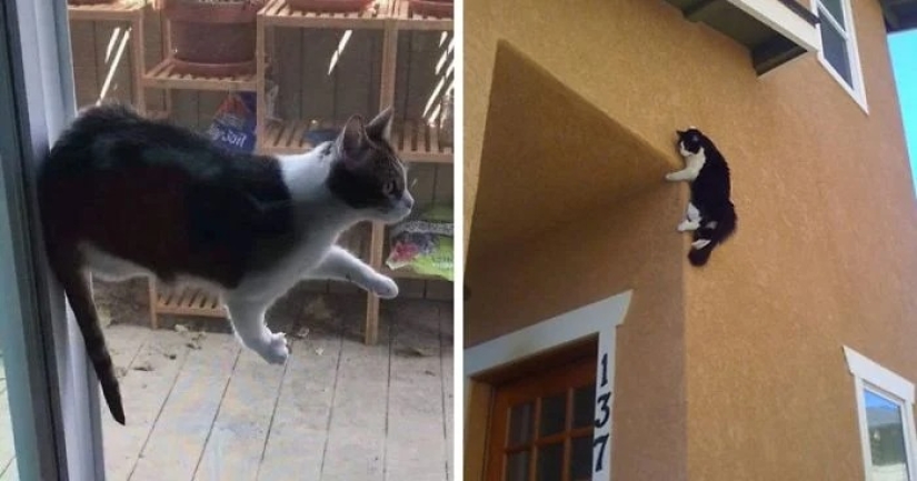 There is no attraction anymore: 30 cats who wanted to spit on the laws of physics