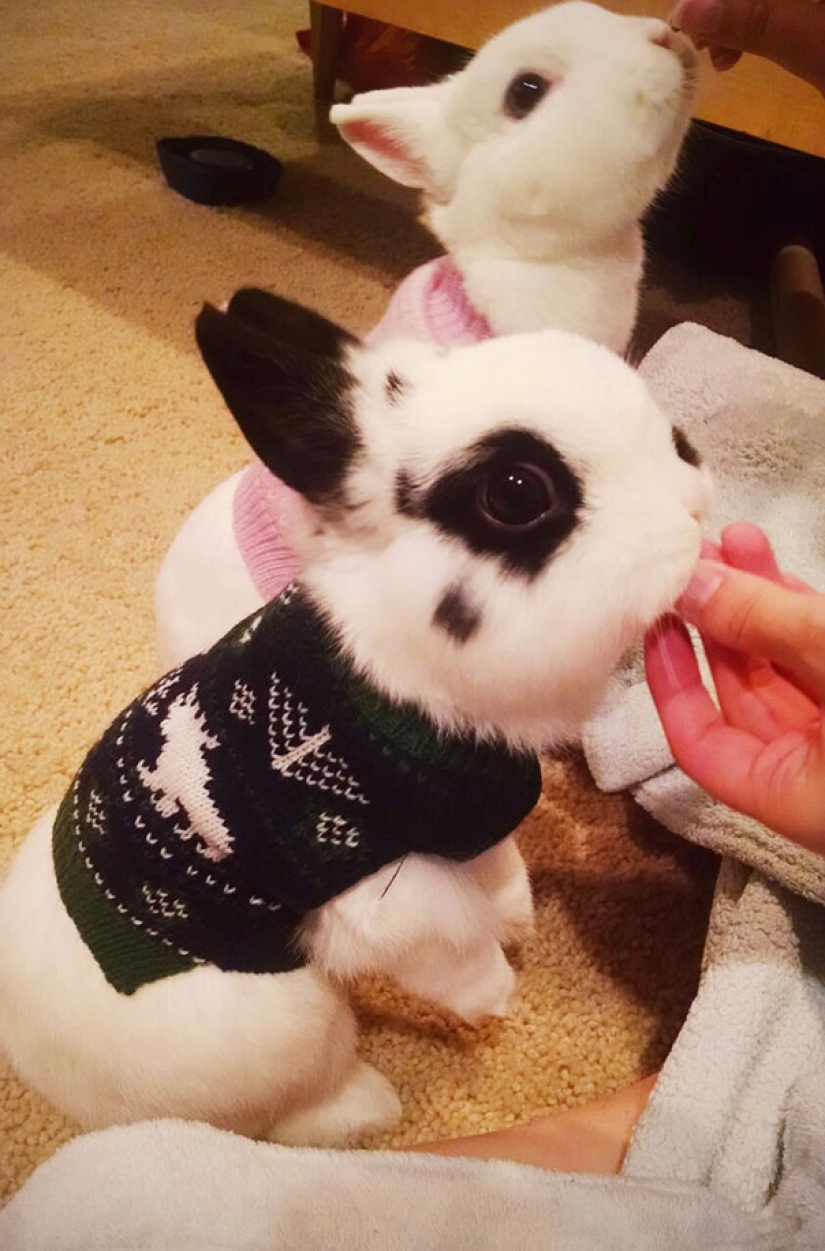 These 20 photos of insanely cute animals in sweaters will keep you warm