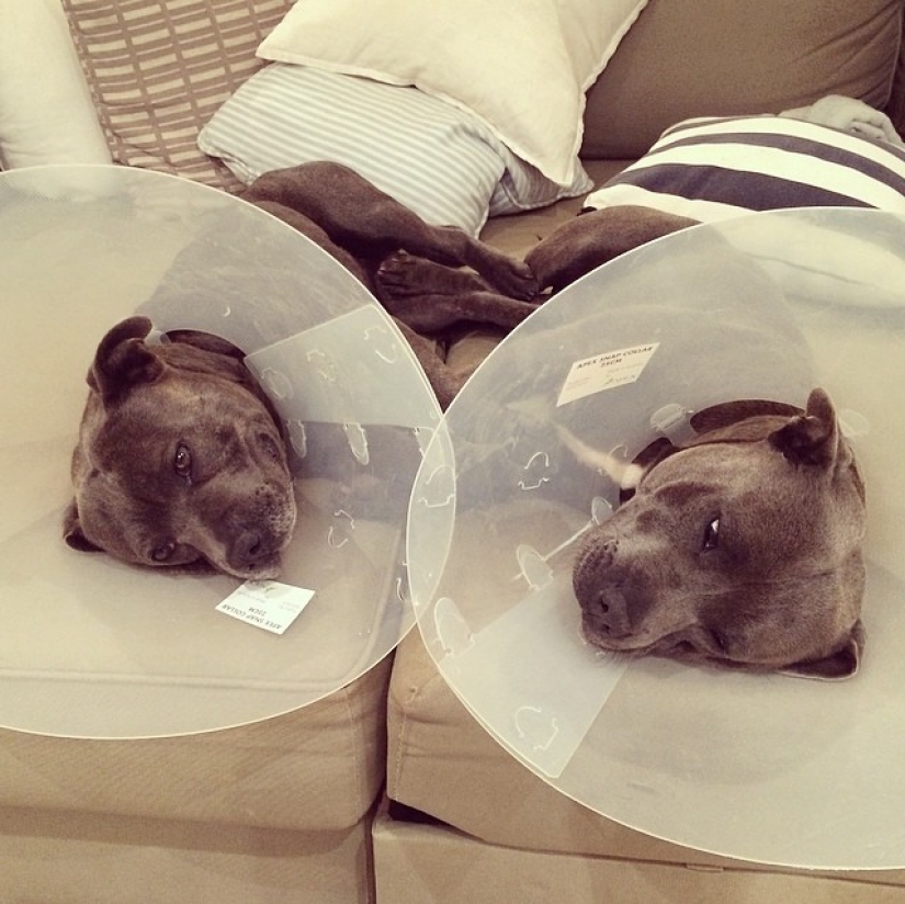 These adorable bull terrier brothers will make your day so much better!