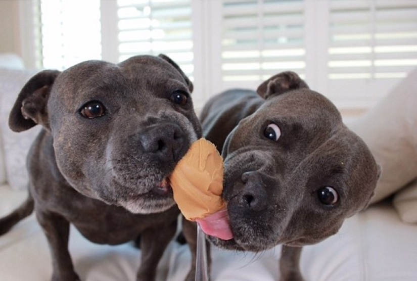 These adorable bull terrier brothers will make your day so much better!