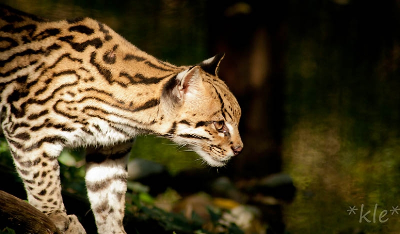These adorable ocelots