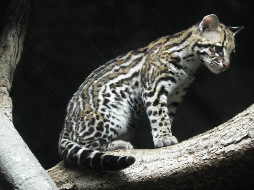 These adorable ocelots