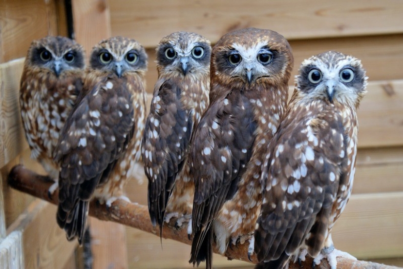 These are the 100 most valuable pictures of owls of all time