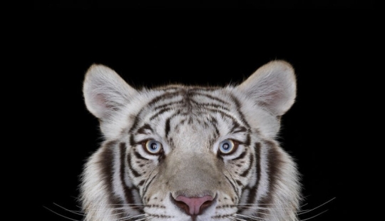 These portraits are simply fascinating! Eye to eye