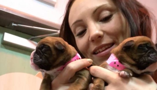 These spouses successfully cloned their dog after his death