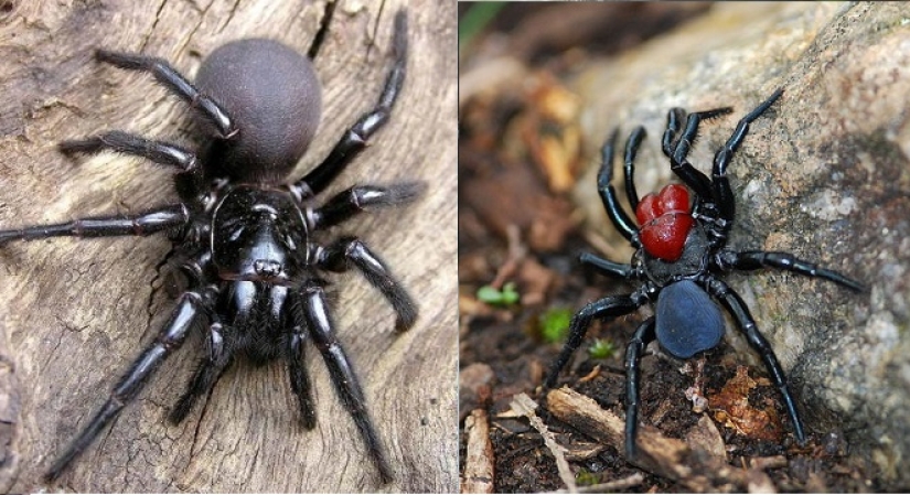 They are already crawling for you: top 10 creepy Australian killer spiders
