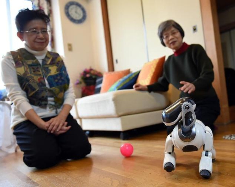 They have a soul: memorial services for robot dogs are held in Japanese temples