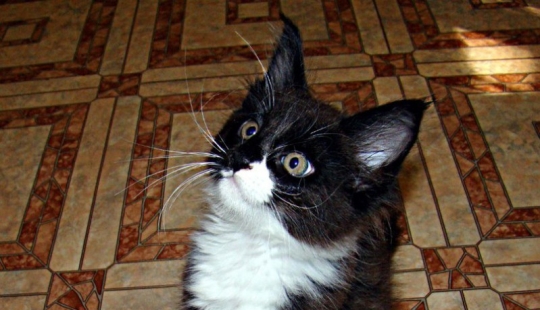 They took a tiny Maine Coon kitten - look at what it became in a year!