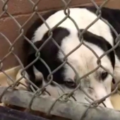 They understand everything: the woman filmed a heartbreaking scene as the reluctant dogs were dragged to euthanasia