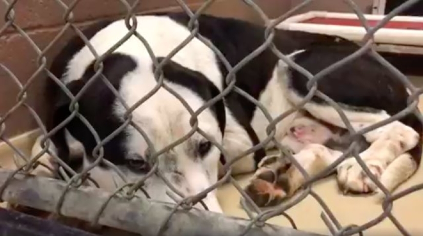 They understand everything: the woman filmed a heartbreaking scene as the reluctant dogs were dragged to euthanasia